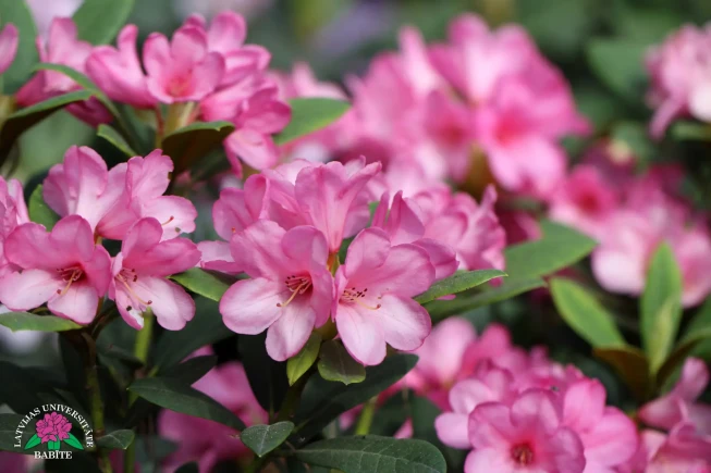 Rhododendron   'Aleksandra Daniela Ābele'